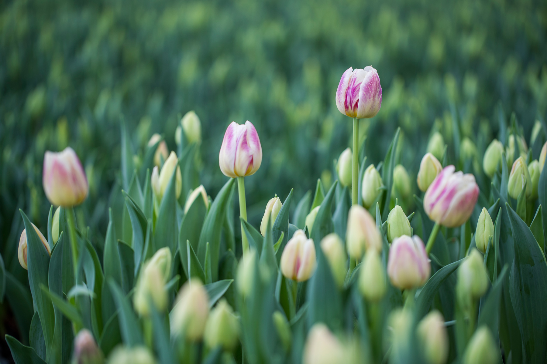 センティア／富山県砺波市生産者レポート｜花・フラワーギフトなら青山